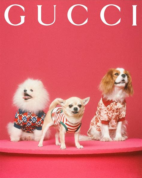 gucci pet limited edition